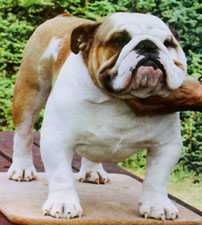 bulldog ou bouledogue anglais : Ch Lynmans Living Legend